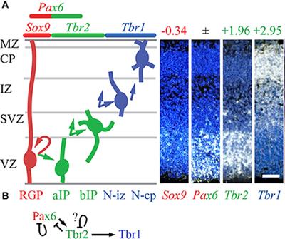 The Epigenetic Factor Landscape of Developing Neocortex Is Regulated by Transcription Factors Pax6→ Tbr2→ Tbr1